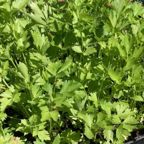 Apium graveolens var secalinum