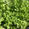 Apium graveolens var secalinum