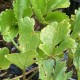 Ligusticum scoticum