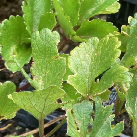 Ligusticum scoticum