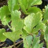 Ligusticum scoticum
