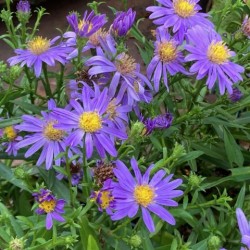 Aster 'Early Blue'