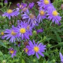 Aster 'Early Blue'