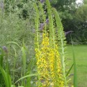 Ligularia przewalskii