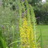 Ligularia przewalskii
