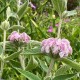 Phlomis purpurea