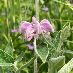 Phlomis purpurea