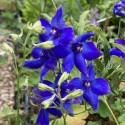 Delphinium belladonna 'Atlantis'