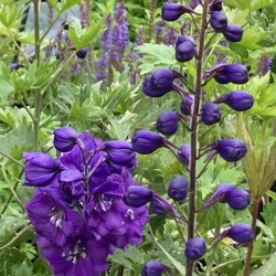 Delphinium elatum 'Christel'