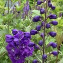 Delphinium elatum 'Christel'