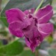 Vinca minor 'multiplex'
