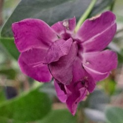 Vinca minor 'multiplex'