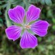 Geranium sanguineum 'Canon miles'