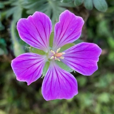 Geranium sanguineum 'Canon miles'