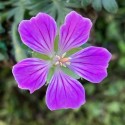 Geranium sanguineum 'Canon miles'