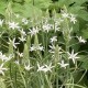 Ornithogalum  ponticum 'Sochi'