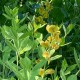 Baptisia 'Lemon meringue'