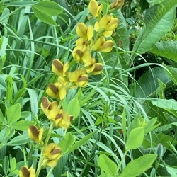 Baptisia 'Lemon meringue'