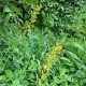 Baptisia 'Lemon meringue'