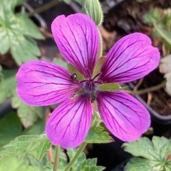 Geranium 'Sue Crûg'