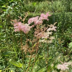 Filipendula purpurea elegans