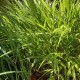 Hakonechloa macra 'Beni Kaze'