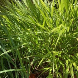 Hakonechloa macra 'Beni Kaze'