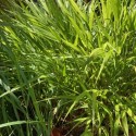 Hakonechloa macra 'Beni Kaze'