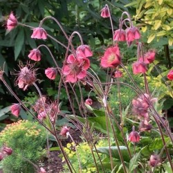 Geum rivale 'Leonard's Variety'