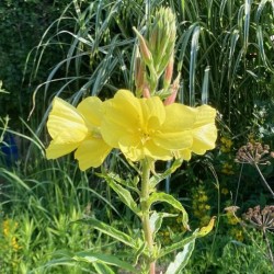 Oenothera biennis