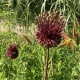 Allium amethystinum 'Red Mohican'