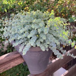 Sedum sieboldii