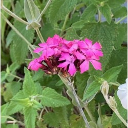Dianthus cruentus