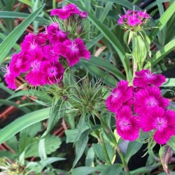 Dianthus barbatus 'Oeschberg'