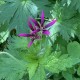 Geranium x oxonianum 'Catherine Deneuve'