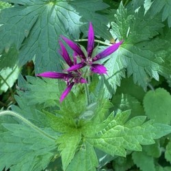 Geranium x oxonianum 'Catherine Deneuve'