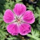 Geranium sanguineum 'Elke'