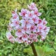Darmera peltata nana