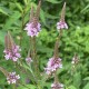 Verbena hastata 'Pink Spires'