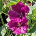 Malva sylvestris