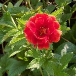 Potentilla 'Emilie'