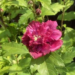 Hibiscus syriacus 'French Cabaret Red'