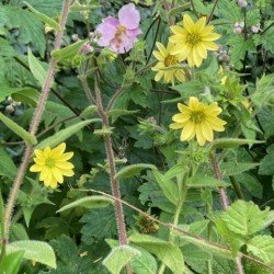 silphium morhii