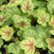 Heuchera 'Eternal Flame'