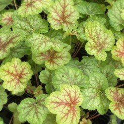 Heuchera 'Eternal Flame'