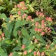 Hypericum MAGICAL ® Innocence 'KOLMAGINNO'