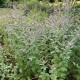 Mentha suaveolens