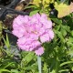 Dianthus 'Rose De Mai'