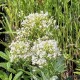 Centranthus ruber 'Albus'