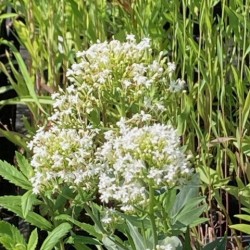 Centranthus ruber 'Albus'